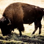 Buffalo